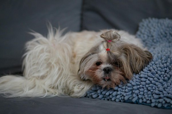 Wie kommunizieren Tiere Ã¼ber groÃŸe Entfernungen?