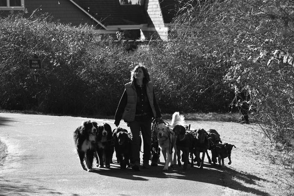 Wie kann man das Verhalten von Hunden positiv beeinflussen?