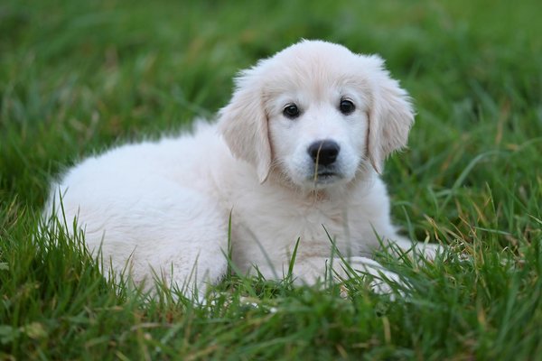 Welche Tiere bilden lebenslange Partnerschaften?